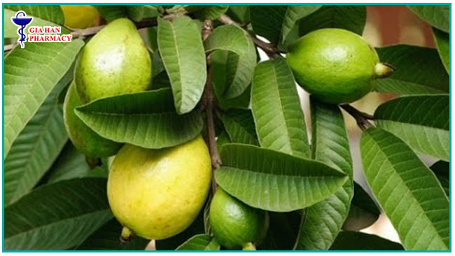 Cách điều trị bệnh viêm loét đại tràng