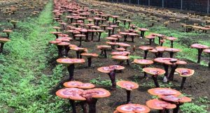 Ginlindong capsule mua ở đâu